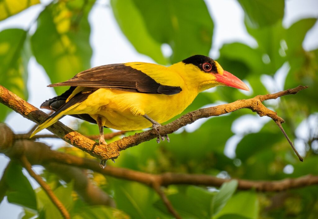 Black-Naped Oriole