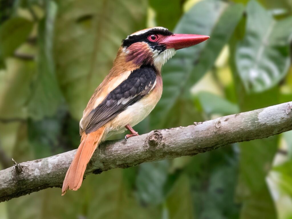 Lilac Kingfisher