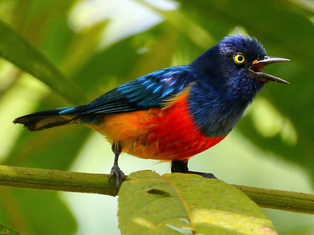 Scarlet-Breasted Dacnis