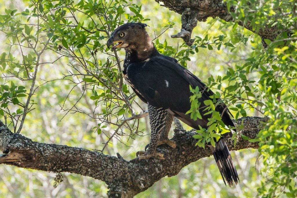 African Crowned Eagle