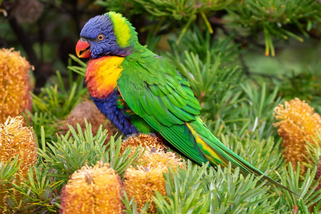 Rainbow Lorikeet