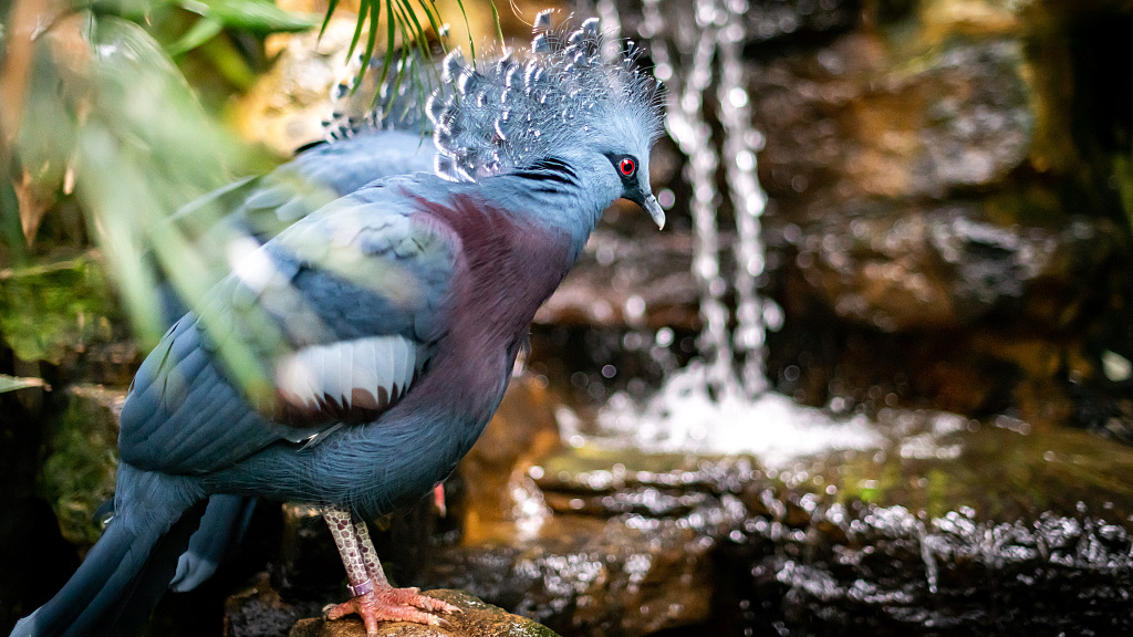 Victoria Crowned Pigeon
