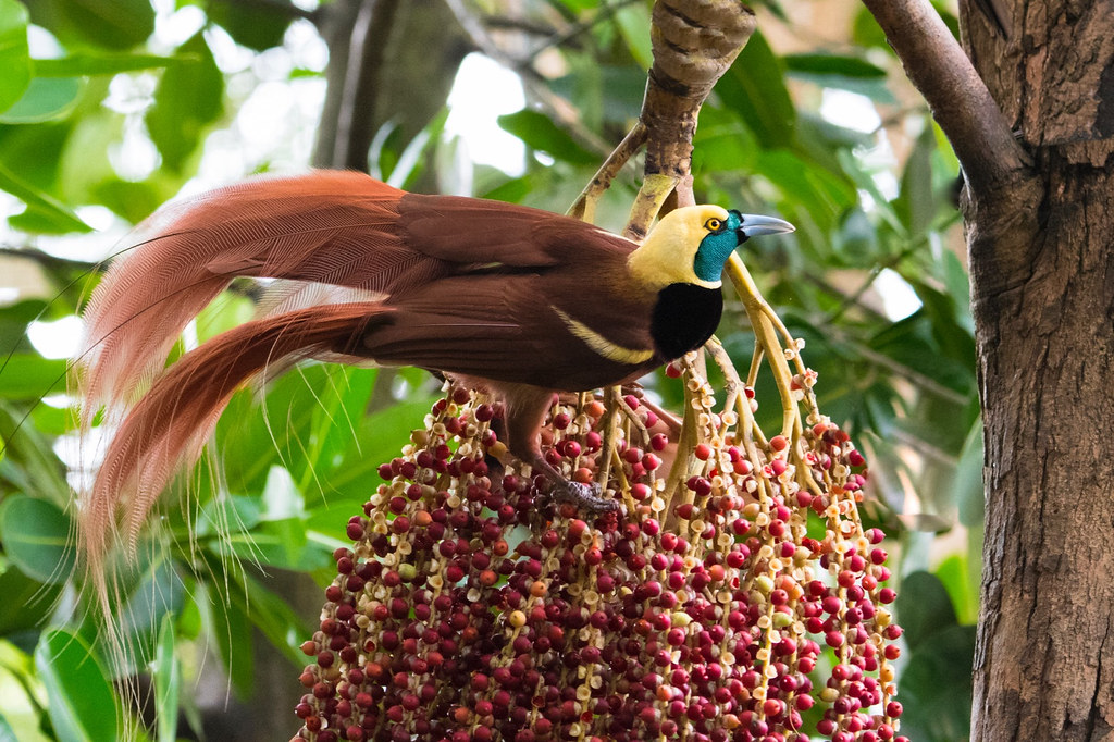 Raggiana Bird-of-Paradise