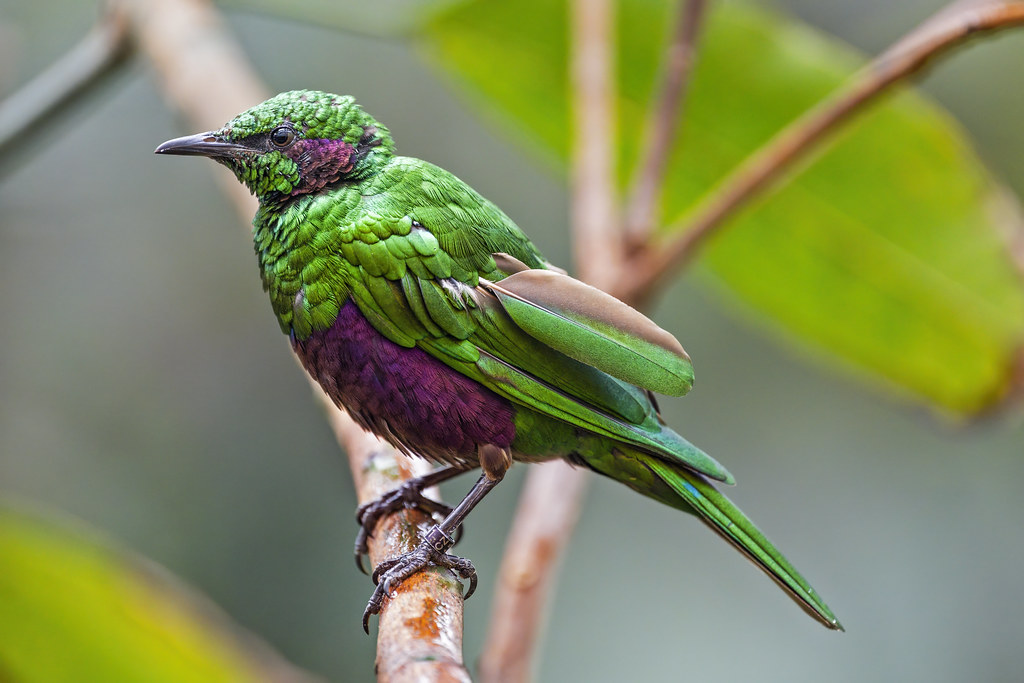 Emerald Starling