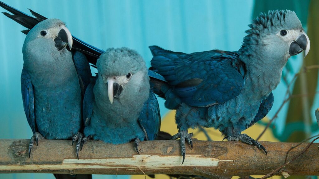 Spix’s Macaw