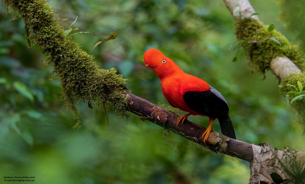 Andean Cock-of-the-Rock