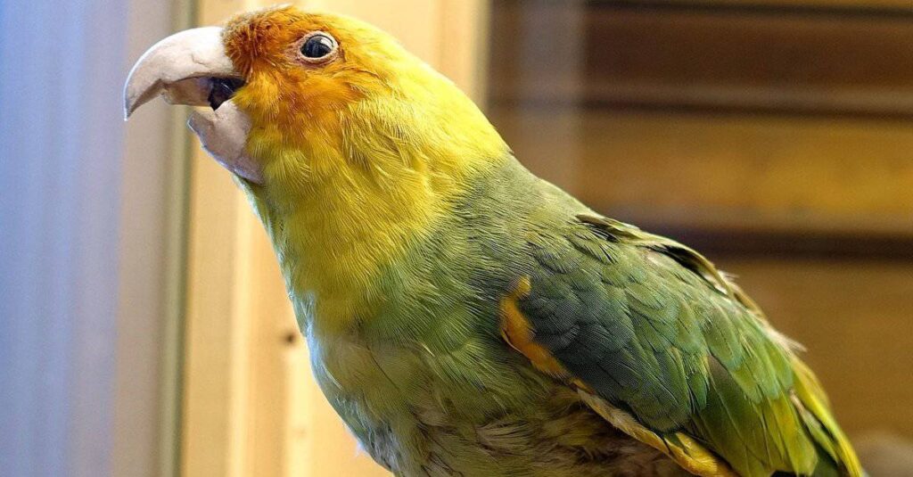 Carolina Parakeet
