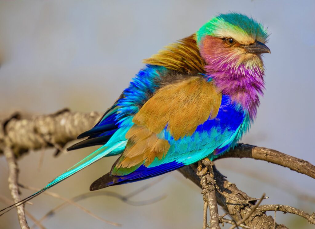 Lilac-Breasted Roller