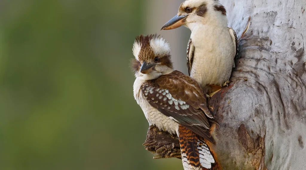 Kookaburra’s Laugh