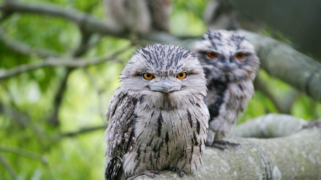 Tawny Frogmouth’s