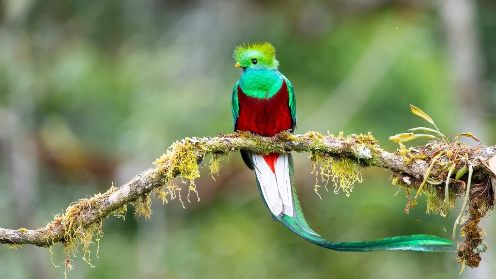 Resplendent Trogon