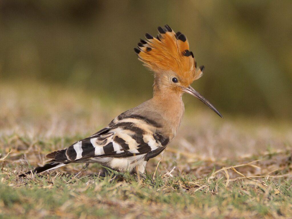 Hoopoe