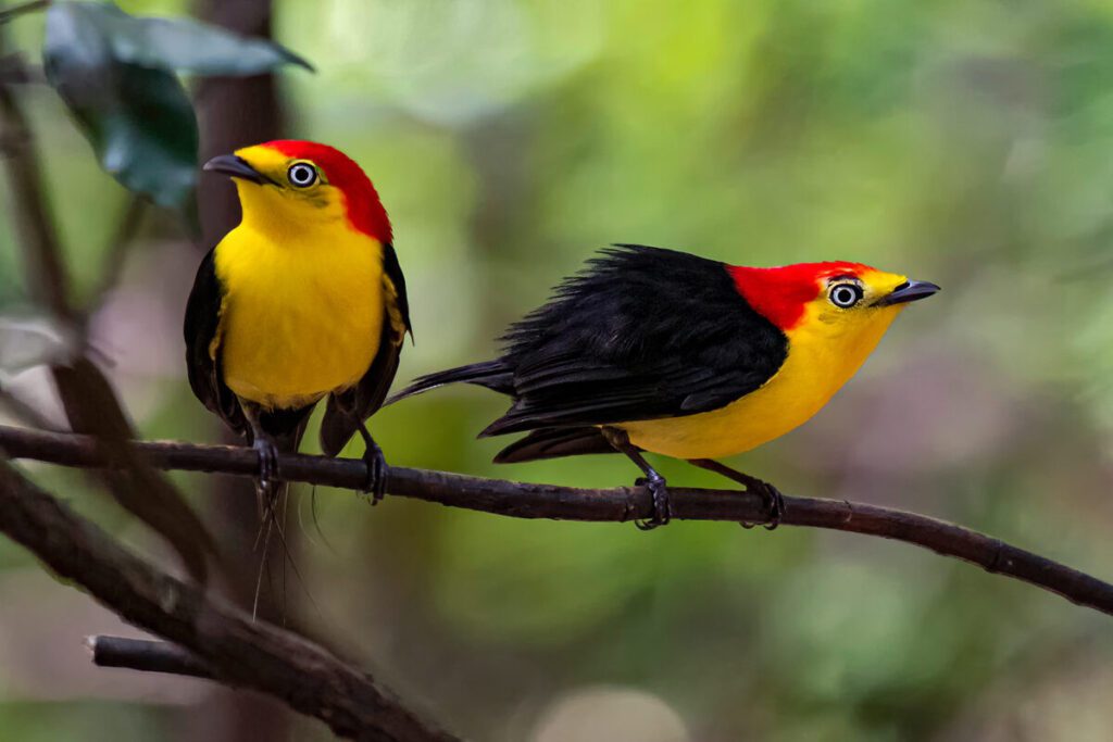 Long-tailed Manakin